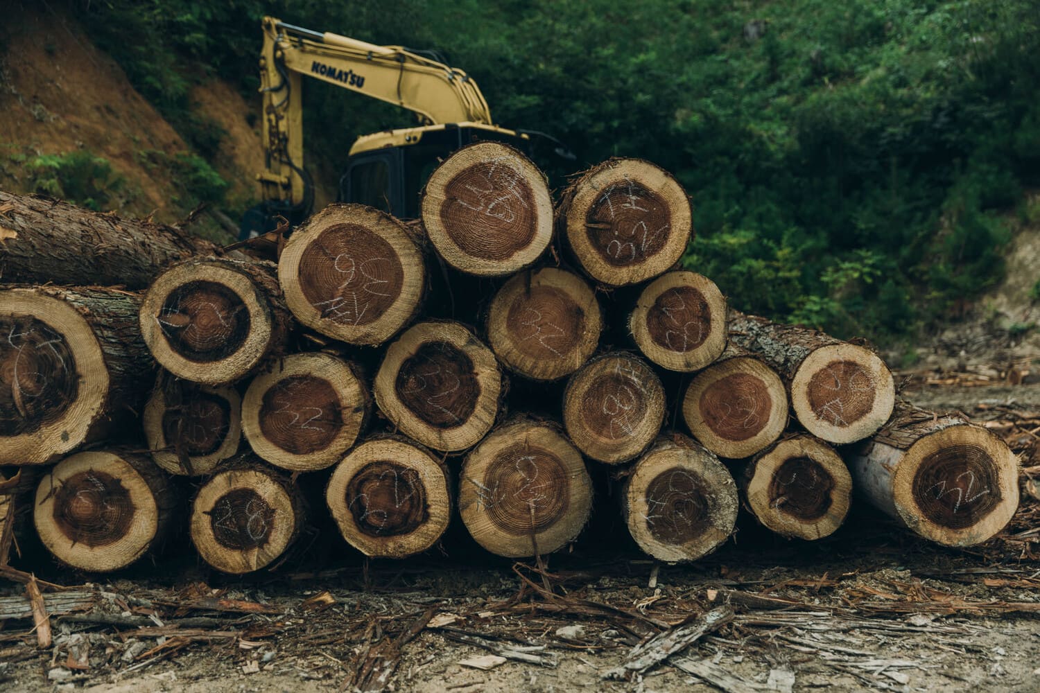 伐採された丸太が年輪が見えるように積み重ねられている写真
